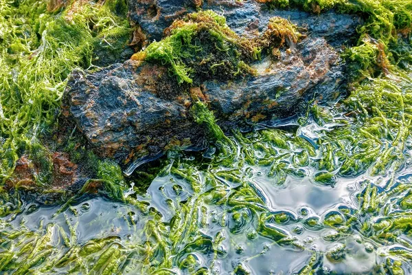 Algas en zona intermareal de bahía Yendegaia - Sputnik Mundo
