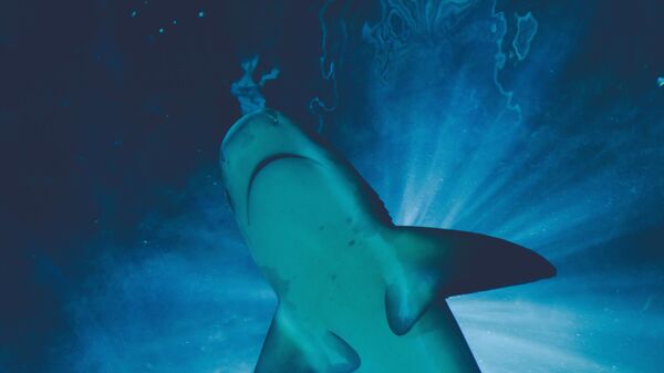 Tiburón, imagen referencial - Sputnik Mundo
