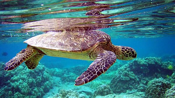 Una tortuga verde nadando en la superficie del mar. - Sputnik Mundo