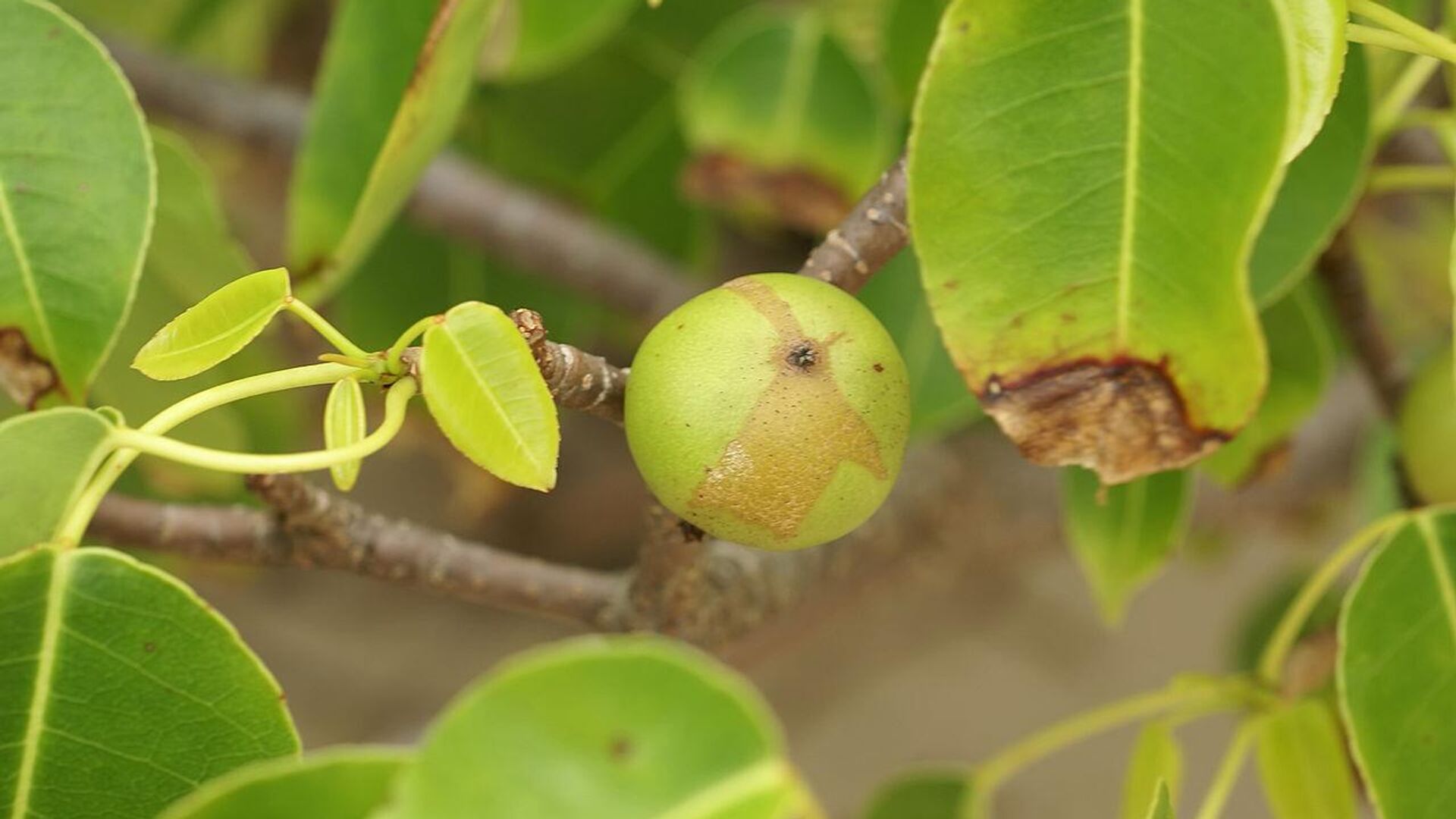 Fruto y follaje de Hippomane mancinella en Cabo Blanca, Península de Nicoya, Costa Rica. - Sputnik Mundo, 1920, 08.09.2023