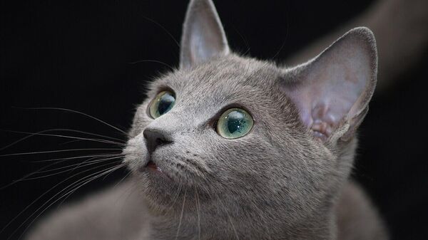 Gato azul ruso - Sputnik Mundo
