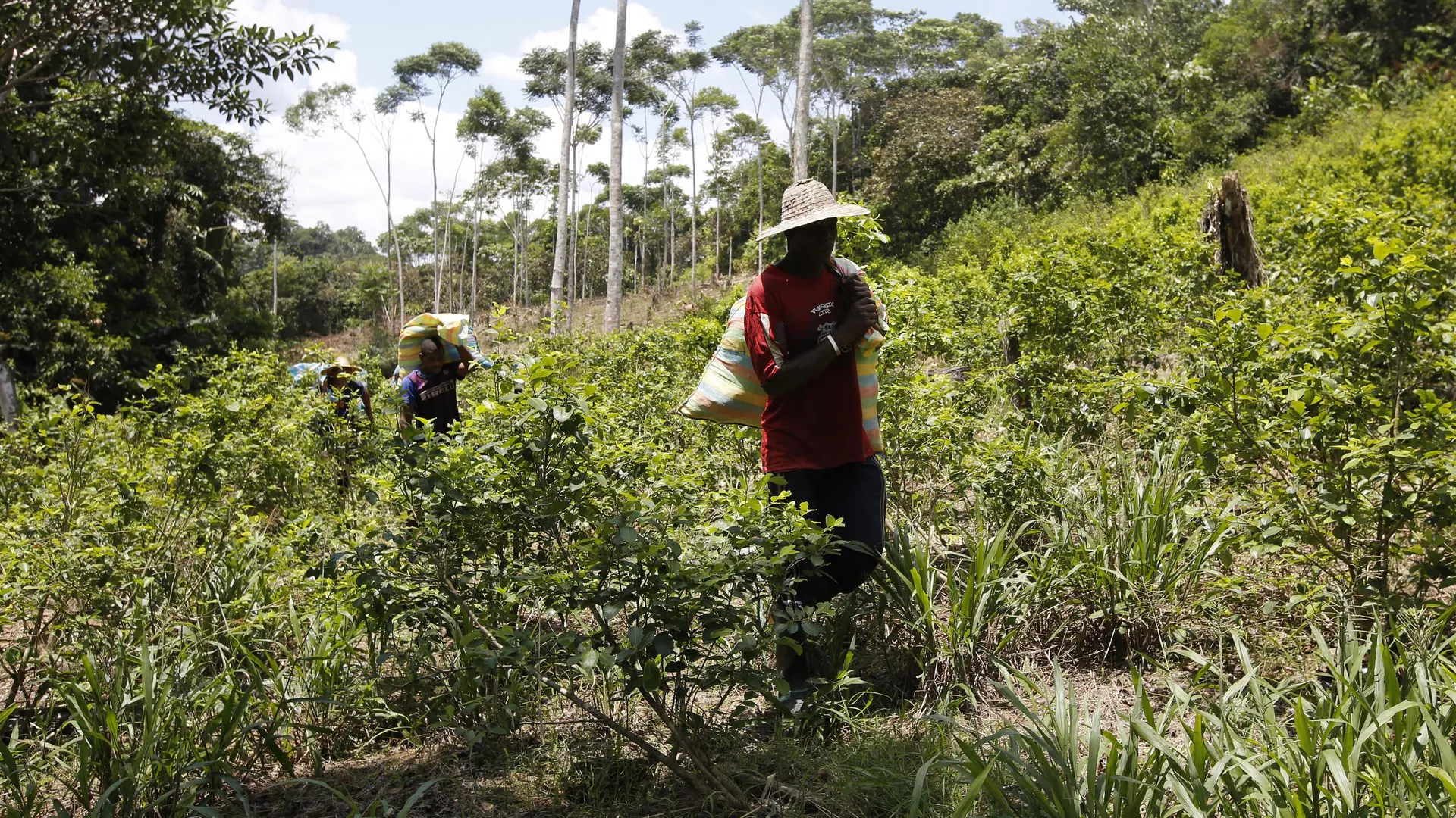 Cultivo de coca en Colombia  - Sputnik Mundo, 1920, 01.04.2024