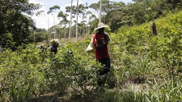 Cultivo de coca en Colombia  - Sputnik Mundo