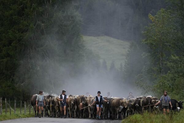 Pastores bávaros conducen a sus animales por una carretera durante el regreso del ganado de los pastos de verano en las montañas cerca de Oberstdorf, Alemania. Pasarán el invierno en un valle cercano. Pastores bávaros conducen a sus animales por una carretera durante el regreso del ganado de los pastos de verano en las montañas cerca de Oberstdorf, Alemania. Pasarán el invierno en un valle cercano. - Sputnik Mundo