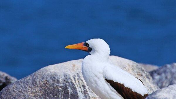 Un pájaro Bobo Enmascarado en las Islas Galápagos.  - Sputnik Mundo