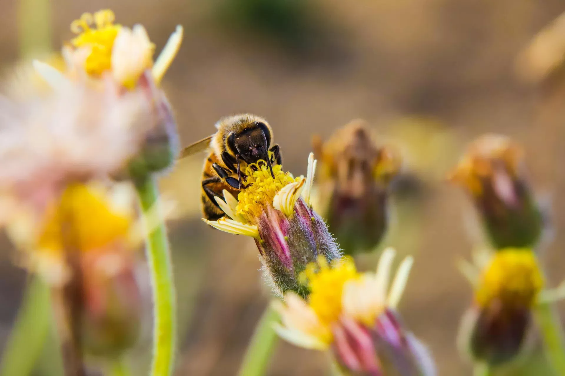 Abeja en una flor - Sputnik Mundo, 1920, 21.09.2023