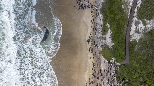Vista aérea de un cachalote arrojado a la playa de Morro das Pedras, cerca de Florianópolis, estado de Santa Catarina, Brasil. - Sputnik Mundo