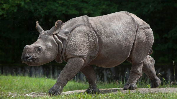 México se suma a la conservación de rinocerontes indios  - Sputnik Mundo