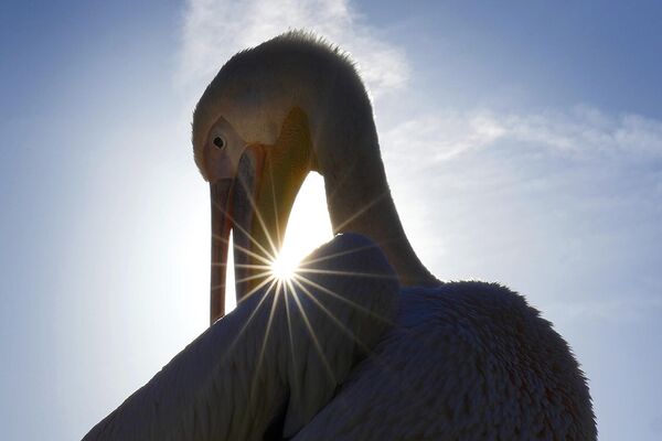Un pelícano limpia sus plumas frente el sol bajo de invierno en St. James&#x27;s Park en Londres. - Sputnik Mundo