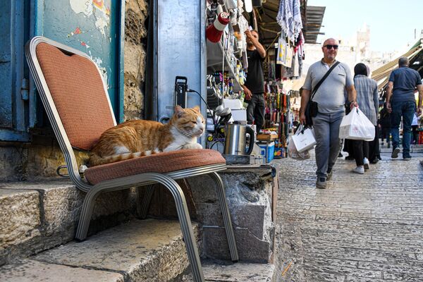 Un gato en una calle de Jerusalén. Un gato en una calle de Jerusalén. - Sputnik Mundo