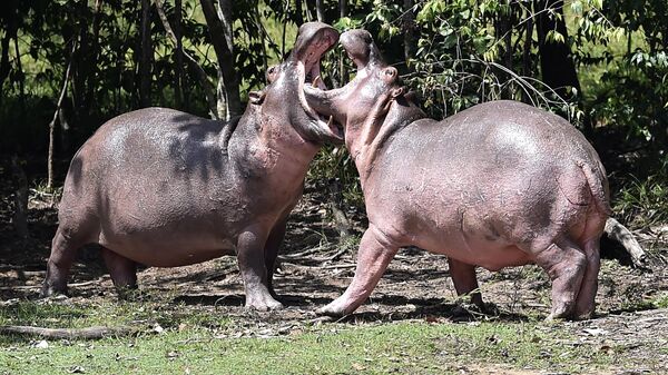 Hipopótamos en la Hacienda Nápoles, propiedad de Pablo Escobar - Sputnik Mundo