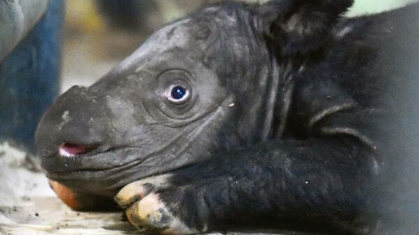La cría de rinoceronte de Sumatra  - Sputnik Mundo