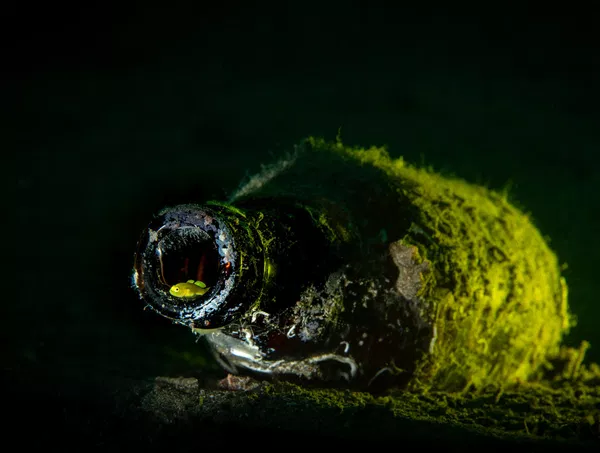 La categoría Mejor Imagen Individual en Vida Salvaje y Conservación (Best Single Image in a Wildlife And Conservation Portfolio) fue para Martin Broen, de EEUU, tomada en la localidad filipina de Anilao. - Sputnik Mundo