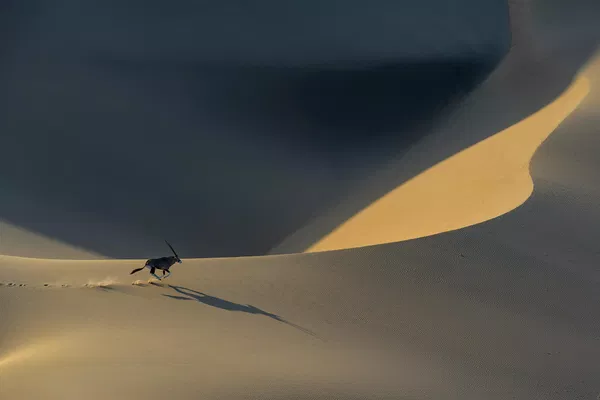 Una imagen de Serguéi Gorshkov de un oryx corriendo por el desierto del Namib recibió una mención especial en la categoría Paisaje y Medioambiente (Landscape and Environment Portfolio). - Sputnik Mundo