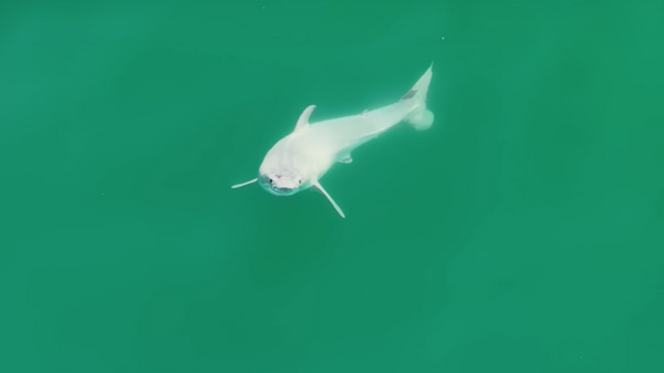 Cría de tiburón blanco en las aguas de California  - Sputnik Mundo