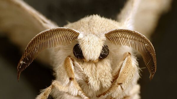 An adult silkworm moth - Sputnik Mundo