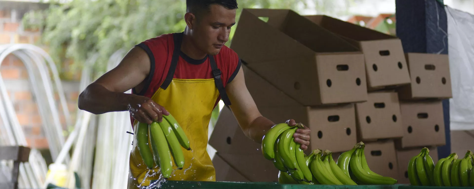 Producción bananera ecuatoriana - Sputnik Mundo, 1920, 08.02.2024