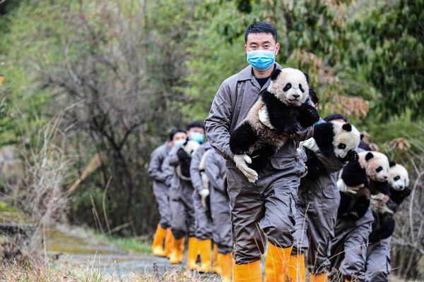 Cuidadores de una reserva en China con cachorros de panda gigante en la provincia china de Sichuan, en la víspera del Año Nuevo lunar. - Sputnik Mundo