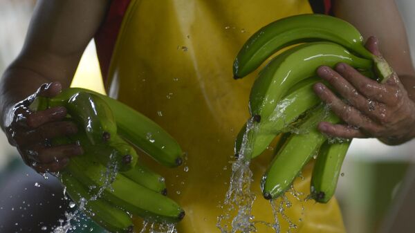 Un trabajador ecuatoriano limpia los frutos  - Sputnik Mundo