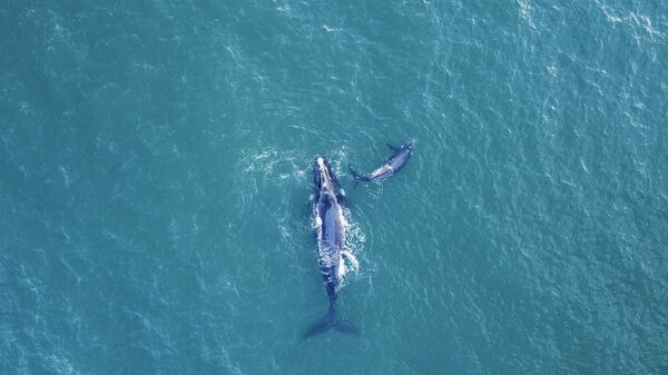 Revelan el origen del canto de las ballenas barbadas | Video - Sputnik Mundo