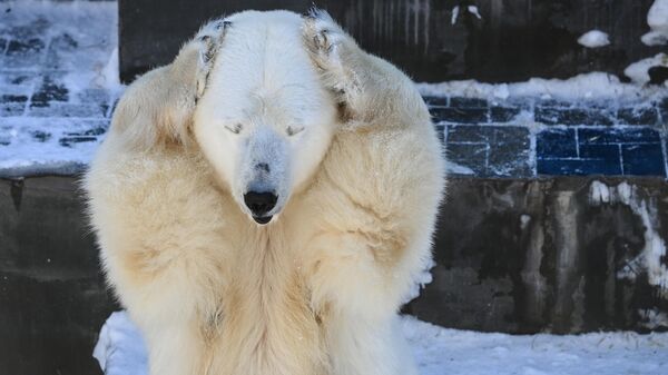 La osa polar Gerda en el recinto del zoológico de Novosibirsk - Sputnik Mundo
