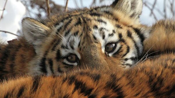 Tigre de Amur - Sputnik Mundo