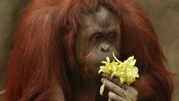 Sandra, orangután sumatrina del zoo de Buenos Aires - Sputnik Mundo