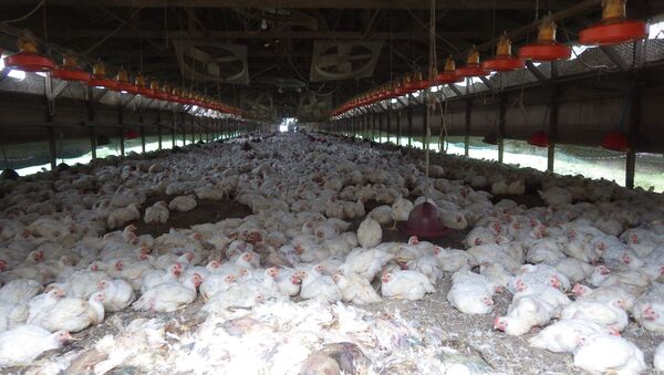 Taiwán eliminará 120.000 gallinas para combatir la gripe aviar - Sputnik Mundo