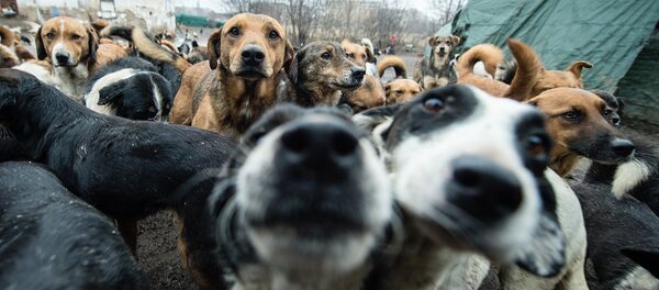 que raza de perro esta en la calle