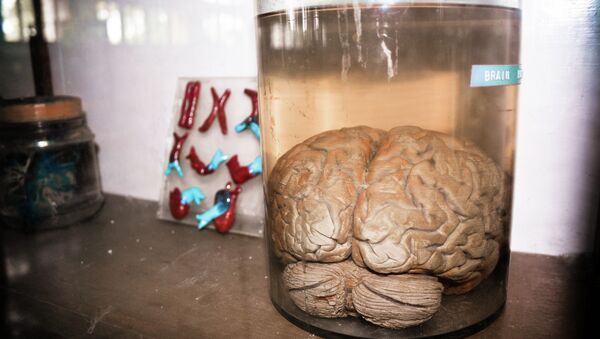 Brain in a Jar - Sputnik Mundo