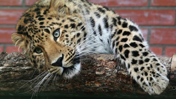 Un leopardo (archivo) - Sputnik Mundo