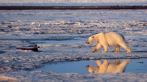 Un oso polar utiliza el hielo marino para cazar sus presas - Sputnik Mundo