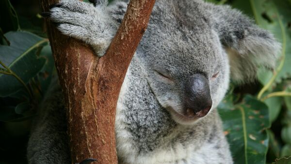 A little Koala performing its favourite task at Australia Zoo, QLD - Sputnik Mundo