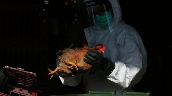 La gripe aviar (imagen referencial) - Sputnik Mundo
