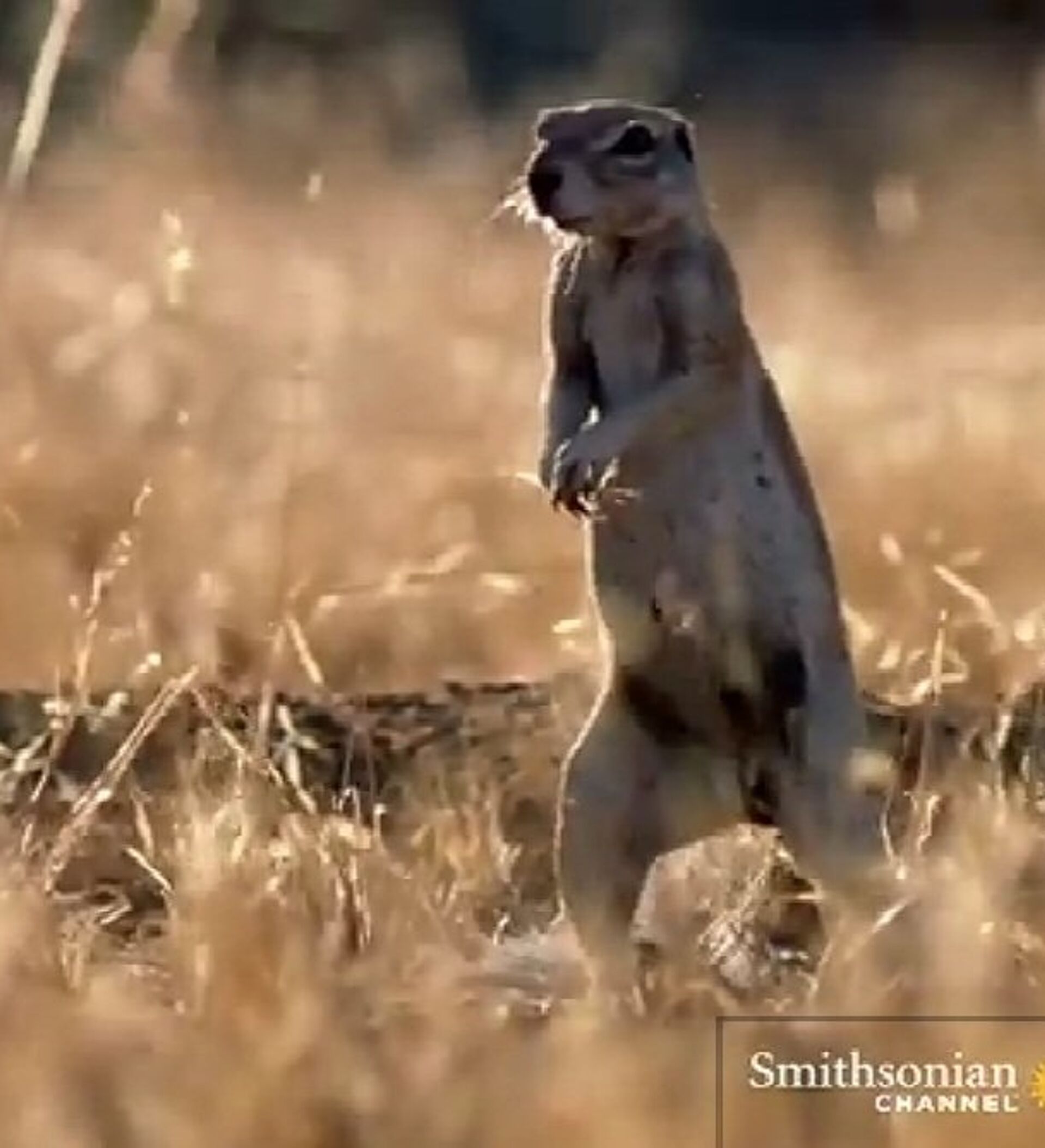 Combate a muerte mangosta vs. cobra 17.03.2015, Sputnik Mundo