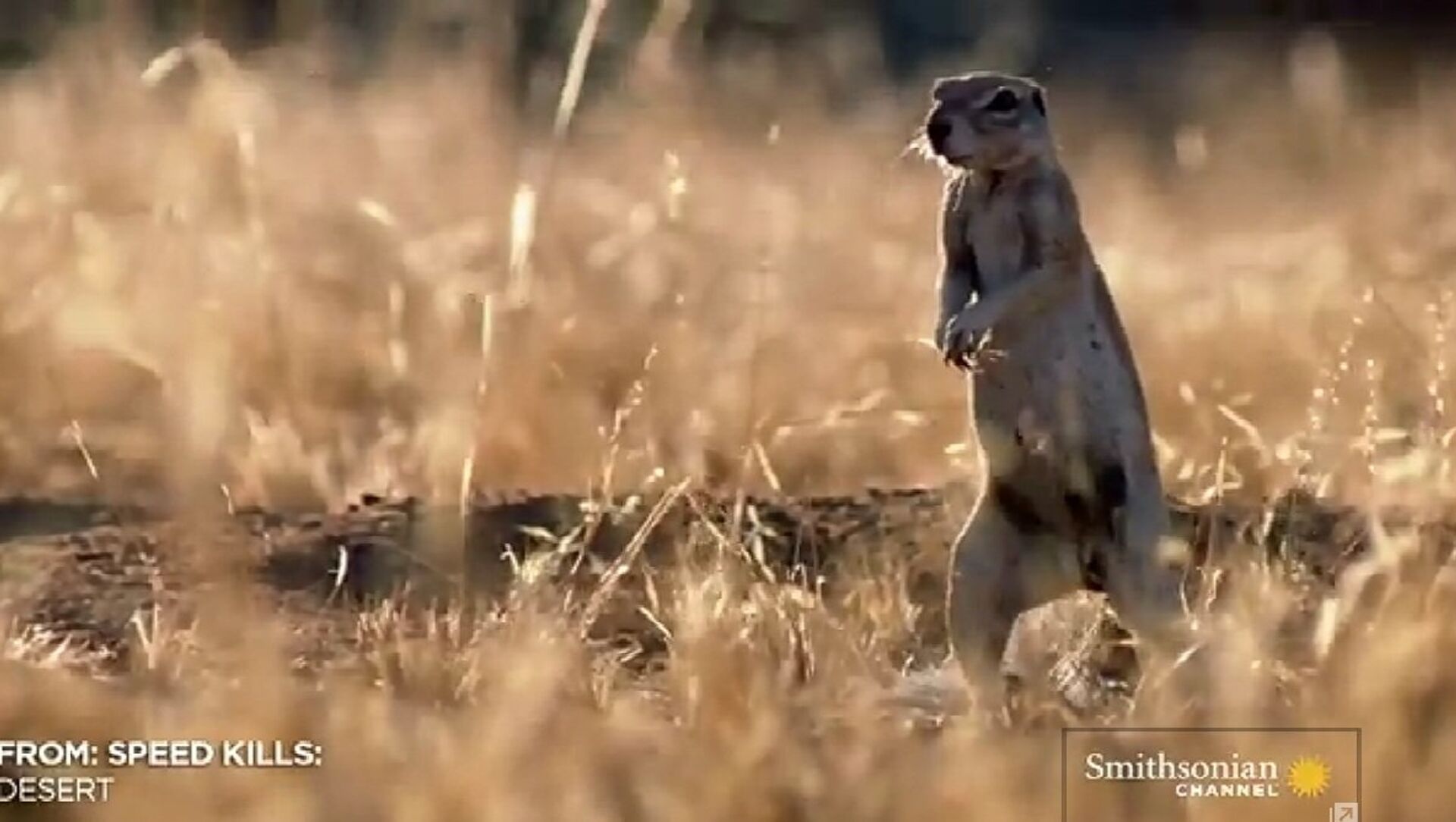 Combate a muerte mangosta vs. cobra 17.03.2015, Sputnik Mundo