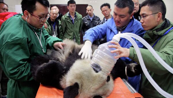Un panda en el veterinario y otras noticias del mundo animal - Sputnik Mundo