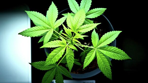 Cannabis plant - Sputnik Mundo
