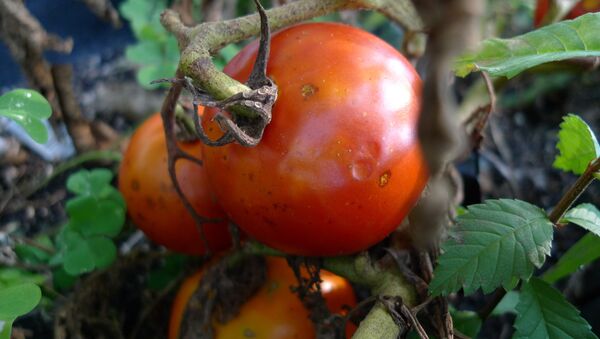 Tomates enfermos por falta de agua - Sputnik Mundo