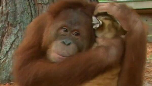 Un orangután adopta cachorros de tigre - Sputnik Mundo
