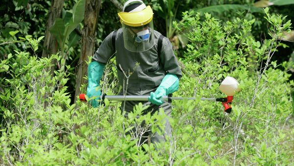 A counter-narcotics police officer sprays herbicide over a coca plant during a campaign to eradicate coca crops in La Espriella, southern Colombia. - Sputnik Mundo