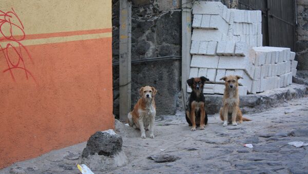 Tres perros callejeros - Sputnik Mundo