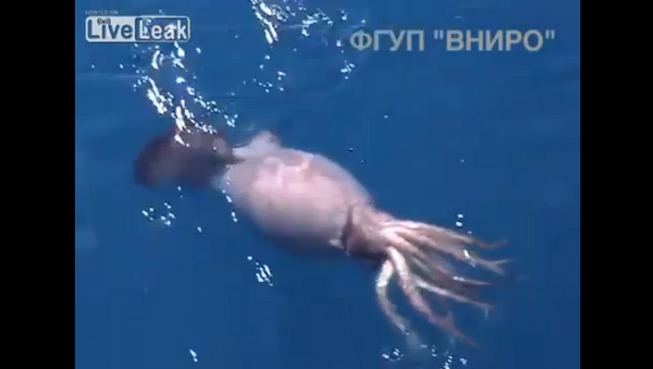 El ataque de un calamar gigante - Sputnik Mundo