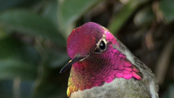 El colibrí camaleón - Sputnik Mundo