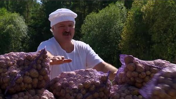 Presidente de Bielorrusia, Alexandr Lukashenko, recolectó este domingo con su hijo las patatas en el territorio de su residencia oficial - Sputnik Mundo