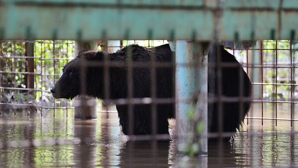 Oso en el zoo Isla Verde afectado por la inundación - Sputnik Mundo