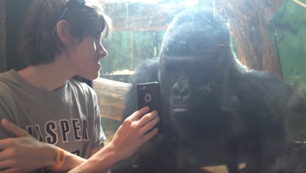 Un gorila aficionado a ver las fotos de sus hermanos en el smartphone - Sputnik Mundo