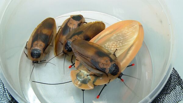 Cucaracha-robot corre a 30 cm por segundo - Sputnik Mundo