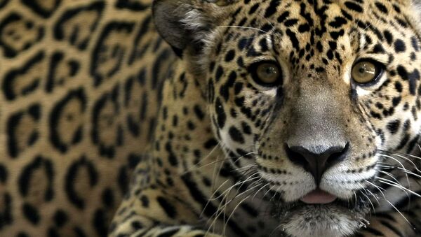 Un jaguar - Sputnik Mundo