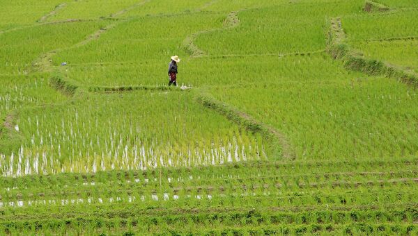 Plantaciones de arroz en Tailandia - Sputnik Mundo